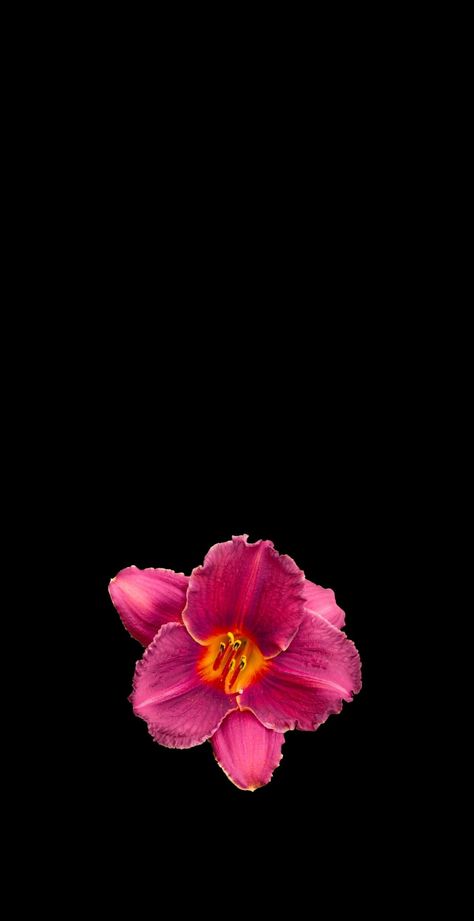 background/inspo #hibiscusflower #inspo #repost #viral #fyp | hibiscus flowers wallpaper | TikTok Flower Lockscreen, Flowers Black Background, Pretty Wallpaper Ipad, Cute Images For Wallpaper, Flower Background Iphone, Wallpaper Iphone Boho, Cross Wallpaper, Pink Flowers Wallpaper, Cute Summer Wallpapers