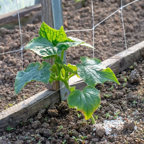 8 Secrets To Grow More Cucumbers Than Ever Vegetable Garden Inspiration, When To Plant Cucumbers, Homestead Garden Layout, Growing Cucumbers Vertically, Gemüseanbau In Kübeln, Cucumber Gardening, Cucumber Trellis, Fall Gardening, When To Plant