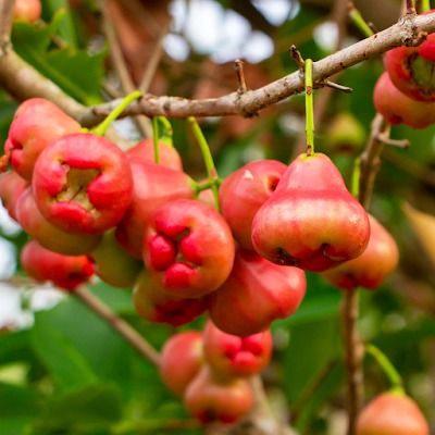 The Vegan Nigerian: 5 West African Fruits You Need To Try African Yams Recipe, African Fruits, Yams Recipe, Nigerian Recipes, Purple Yam, Edible Seeds, Baobab Tree, 29 December, Apple Roses