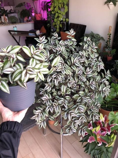 How to Make Wandering Jew Bushy Wondering Jew Plant, Wondering Jew, Jew Plant, Wandering Jew Plant, Wandering Jew, Organic Matter, Grow Lights, Mulch, Hanging Baskets