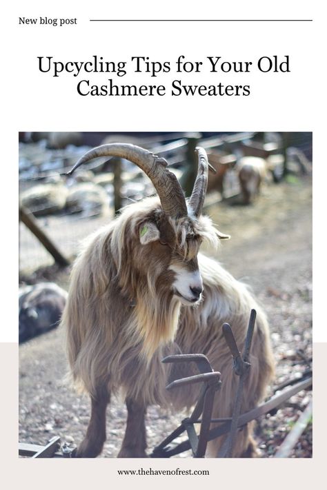 Cashmere is a beautiful and luxurious fabric that is often found in high-end clothing items. If you have an old cashmere sweater that you no longer wear, don’t toss it just yet! There are plenty of creative ways to upcycle it into something new and useful. Save for later use to find helpful tips and ideas! 🪡 Repurpose Cashmere Sweater, Repurpose Sweaters Ideas Diy, Upcycle Cashmere Sweater Ideas, Repurpose Sweaters Ideas, Cashmere Sweater Upcycle, Sweater Upcycle, Wool Ideas, Recycled Wool Sweater, Old Sweater