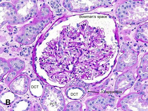 Heart Histology, Colon Histology, Alimentary Canal Histology, Renal Histology, Male Reproductive System Histology, Tissue Biology, Histology Slides, Medical Assistant Student, Science Notes