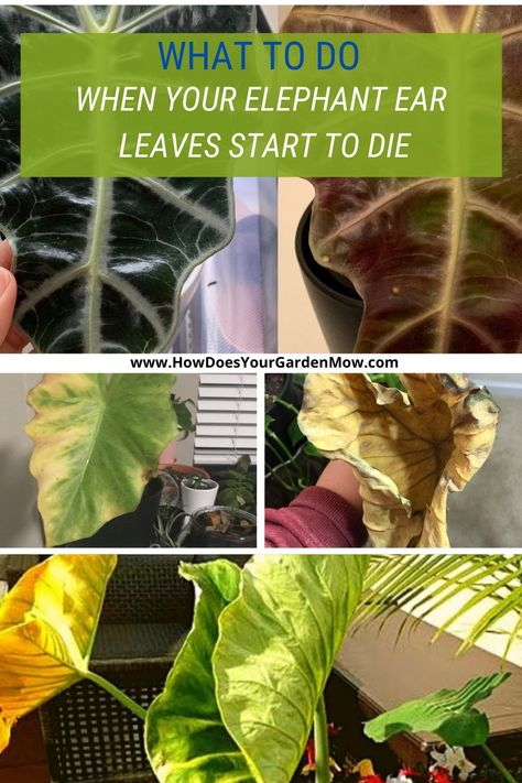 Elephant Ear Plant Care, How To Care For Elephant Ears Plants, Elephant Ears Plants Indoor, Elephant Ears Plants, Types Of Elephant Ear Plants, How To Winterize Elephant Ears, Elephant Ear Plant Indoor, How To Make An Elephant Ear, Elephant Ear Companion Plants