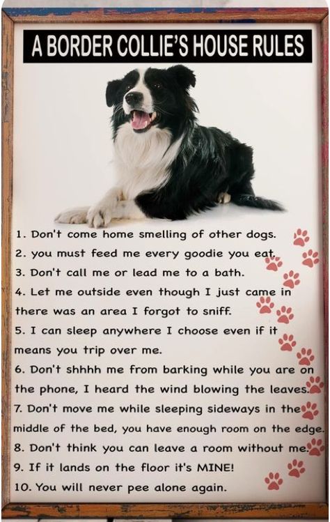 Border Collie Quotes, Border Collie Funny, Border Collie Pups, Border Collie Colors, Border Collie Art, Border Collie Puppies, Collie Puppies, Herding Dogs, Border Collie Dog