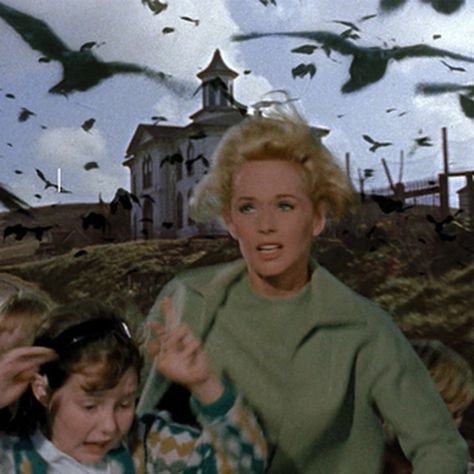 The Birds Hitchcock, Alfred Hitchcock Quotes, The Birds Movie, Comedy Movies On Netflix, Action Comedy Movies, Bird Attack, Alfred Hitchcock The Birds, Jessica Tandy, Suzanne Pleshette