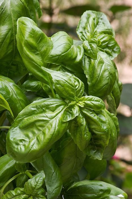 Tips on growing Basil Green Corner, Growing Basil, Basil Plant, Patio Planters, The Spell, The Porch, Growing Herbs, Veggie Garden, Edible Garden