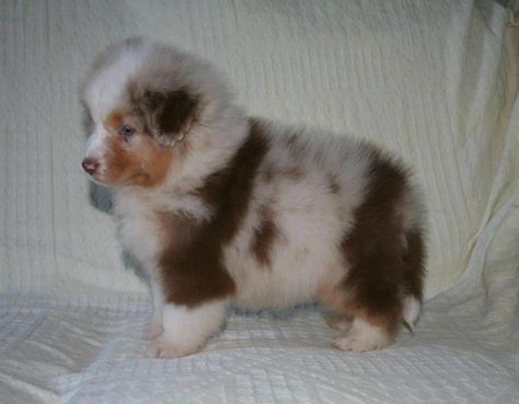 Red Aussie Puppy - OMGGGGGG Baby Australian Shepherd, Red Aussie, Dog Shopping, Mini Aussies, Aussie Puppy, Aussie Puppies, Australian Shepherd Puppies, Aussie Dogs, Cute Dog Photos