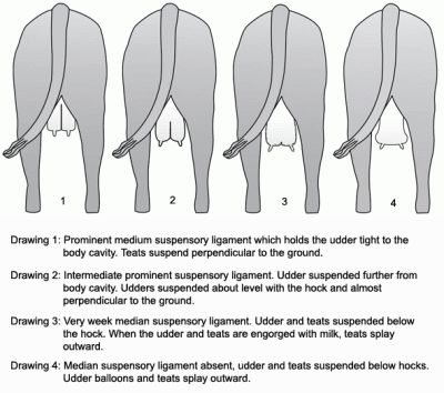 A Guide to Udder and Teat Scoring Beef Cows | UNL Beef Beef Cows, Dexter Cattle, Livestock Judging, Show Cows, Large Animal Vet, Raising Cattle, Beef Cow, Raising Farm Animals, Vet Medicine