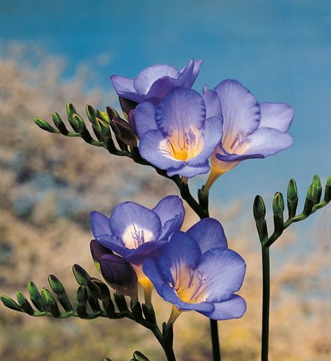 Flowers Reference, Blue Freesia, Freesia Flower, Plant Reference, Freesia Flowers, Flower Reference, Flower Alphabet, Spring Flowering Bulbs, Modern Flower Arrangements