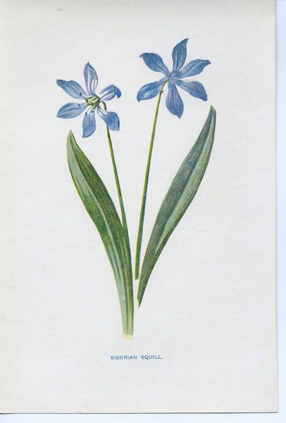 Siberian Squill Scilla Flower Tattoo, Siberian Squill Flower, Siberian Squill, Turtle Homes, Scientific Drawing, Flower Line Drawings, Bullet Journal Aesthetic, Linocut Art, Floral Drawing