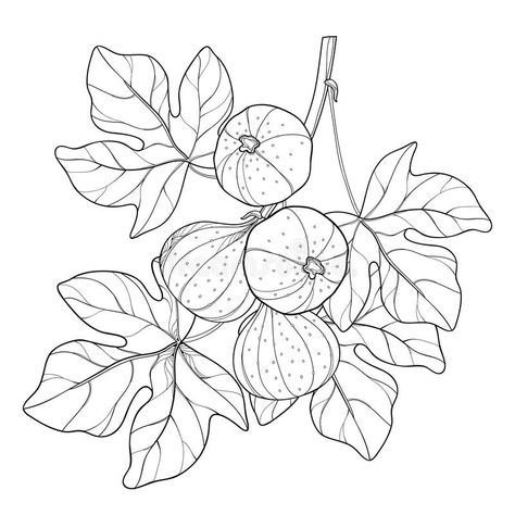 Fig Tattoo, Monkey Coloring Pages, Fruit Sketch, Ficus Carica, Leaf Coloring Page, Branch Tattoo, Fig Fruit, Spiderman Coloring, Leaf Drawing