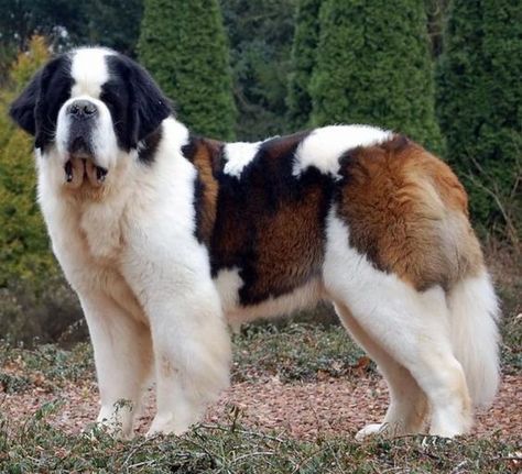 Big Dog Breeds, What Kind Of Dog, Huge Dogs, St Bernard Dogs, Bernard Dog, Dream Dog, Best Dog Breeds, St Bernard, Large Dog Breeds