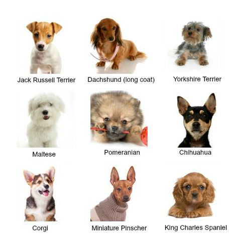 pAlthough they may all be 'little guys', small dogs come in a huge variety of shapes and sizes.  Here are 9 of the most popular small breeds, aren't they adorable? Small Dog Breeds Chart, Types Of Small Dogs, Mini Dogs Breeds, Dog Breeds Chart, Cutest Small Dog Breeds, Tiny Dog Breeds, Types Of Dogs Breeds, Best Small Dogs, Different Types Of Dogs