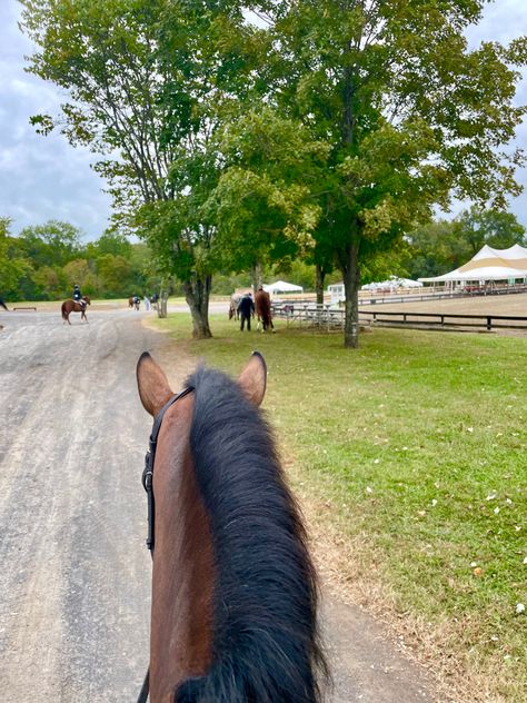 Skipping School, Hunter Horse, Horse Ears, Bay Horse, Hunter Jumper, Brown Horse, Horse Show, Horse Jumping, Nature Tree