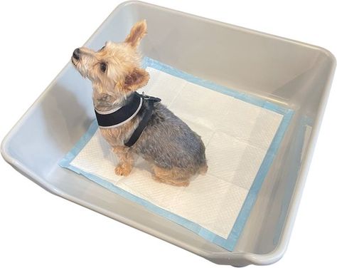 SHIRLEY K'S Indoor Dog Potty Tray, X-Large, Gray - Chewy.com Dog Potty Box, Indoor Dog Potty, Potty Pads, Dog Potty, Dog Area, Teddy Dog, Dog Pads, Fake Grass, Cute Guinea Pigs