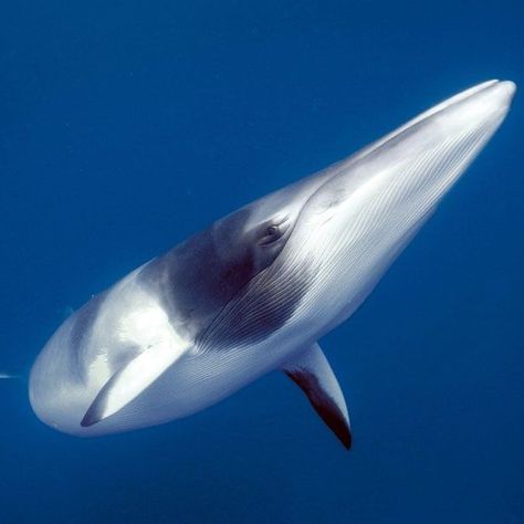 Ocean Mammals, Sea Life Creatures, Dolphin Watching, Minke Whale, Ocean Whale, Dreamy Ocean, Undersea World, Blue Planet, Whale Art