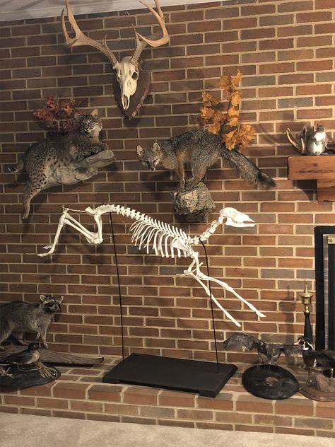 Fawn Taxidermy Reference Animal Skull Reference, Sick Vibes, Antique Taxidermy, Bone Hunting, Explorer Aesthetic, Crow Core, Bunny Artwork, Taxidermy Decor, Animal Skeleton