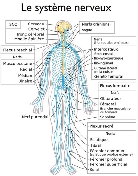 LE NERF VAGUE Claude Girault Nerf Vague, Post Op, Acupuncture, Massage