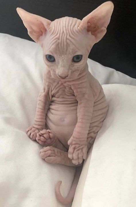 Dwelf Cat, Sphynx Kittens For Sale, Cute Hairless Cat, Bambino Cat, Sphynx Kittens, Sphinx Cats, Hairless Cats, Gatto Carino, Sphinx Cat