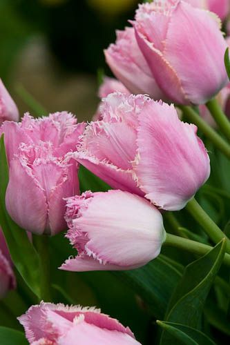 Irving Penn, White Fringe, Fern Green, Flowers Garden, Fun Art, The Flowers, Other Colors, Spring Time, Pink And Orange