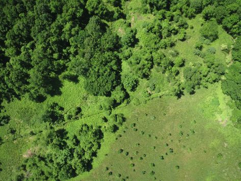 Forest Top View, Tree Plan Photoshop, Forest Texture, Aerial Views Landscape, Grass Texture, Tree Texture, Trees Top View, Texture Ideas, Photoshop Rendering