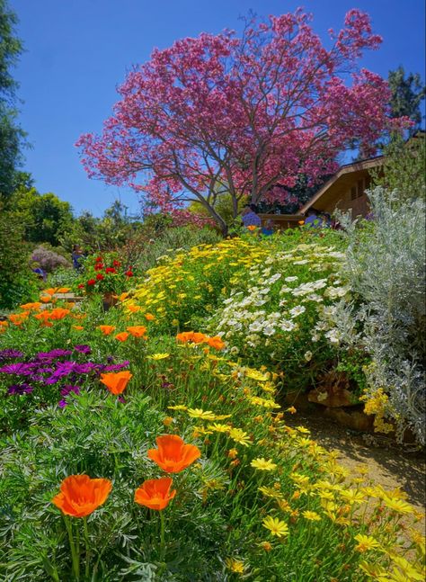 Tabebuia impetiginosa now Handroanthus impetiginosus anchors the landscape with California poppies, Argyranthemum and Osteospermum filling in the spaces in between. By Karl Gercens, vF 3-27-22 Poppy Landscape, California Poppies, Spring Pictures, Computer Embroidery, Herbaceous Perennials, California Poppy, Good Afternoon, Flower Field, The Landscape