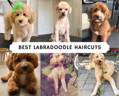 Labradoodle Teddy Bear Cut, Labradoodle Grooming Style, Labradoodle Haircuts, Labradoodle Haircut Style, Labradoodle Cuts, Labradoodle Haircut, Labradoodle Grooming, Goldendoodle Grooming, Puppy Haircut