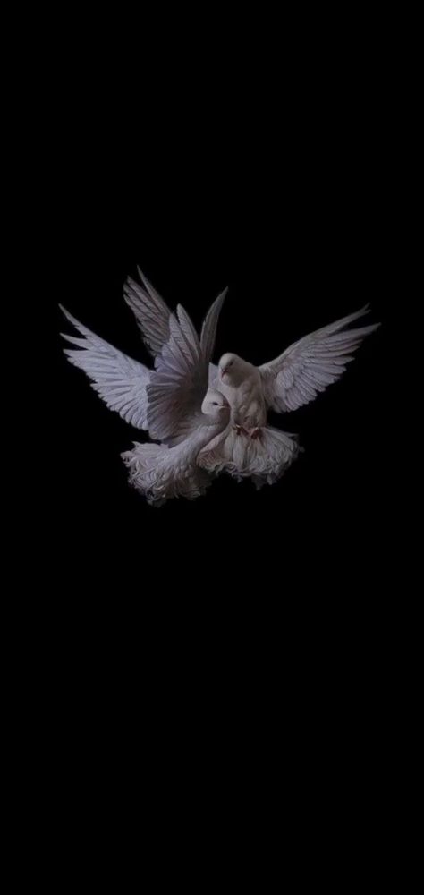 Realistic Iphone Wallpaper, Dove Aesthetic Wallpaper, Kuş Wallpaper, Birds Aesthetic Wallpaper, Bird Wallpaper Iphone, Gothic Wallpaper, Iphone Wallpaper Hd Nature, 다크 판타지, Biblical Art