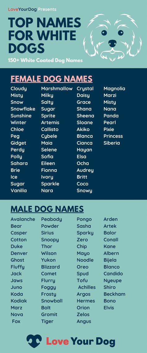 White Dog Names: Over 150 Of The Best Names For Your White Pup Make Dog Names, Korean Dog Names, Female Dog Names Unique, Puppy Names Boy, Unique Pet Names, Male Dog Names Unique, White Dog Names, Rare Dog Names