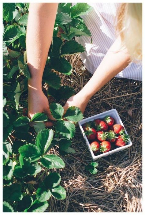 The importance of home farming---alenka mali-squamish photography-squamish-bali surfing-bali best breaks-sustainable living-skaha bluffs-farming-diy home-slow living Gold Strawberries, Asos Sandals, Picking Strawberries, Zoe Sugg, Berry Picking, Strawberry Picking, Fruit Picking, Fields Of Gold, Zoella