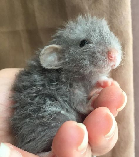 the yuletide gay on Twitter: "[RAT PICS]  pal on fb shared these, do u wanna see some pictures of a 20 day old dwarf velveteen harley/long haired rat? what am i even asking ofc u do   i am so in love… https://t.co/wEhmaeY485" Dumbo Mouse, Hair Rat, Fancy Mouse, Mouse Cage, Funny Rats, Cute Small Animals, Pet Mice, Cute Rats, Hairless Cat