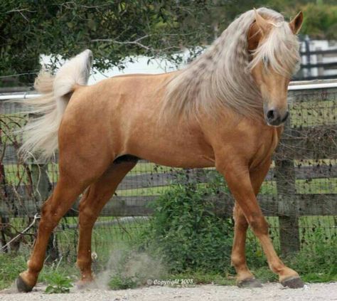 Chocolate Palomino, Liver Chestnut, Palomino Horse, Most Beautiful Animals, Horses And Dogs, Beautiful Horse, All The Pretty Horses, Horse Crazy, Sport Horse