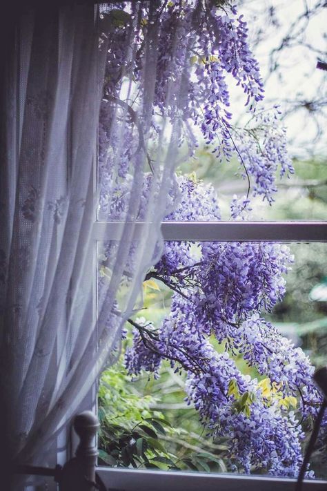 Wisteria Lane, Lavender Cottage, Blossom Garden, Purple Love, Window View, Through The Window, Soothing Colors, Wisteria, Country Living