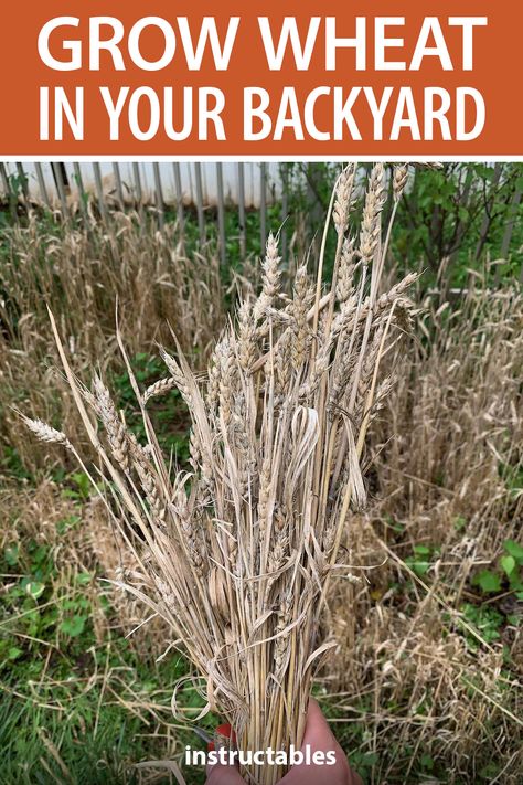 How To Grow Wheat, Grow Wheat, Garlic Garden, Food Plots For Deer, Micro Farming, Growing Wheat, Aesthetic Gardening, Gardener Aesthetic, Indoor Hydroponics