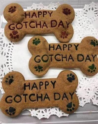 Adoption Anniversary, Gotcha Day, Cat Holidays, Dog Stuff, Dog Adoption, Gingerbread Cookies, Fur Babies, Gingerbread, Adoption