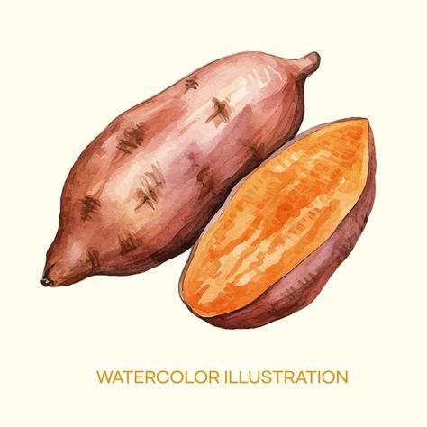 Watercolor illustration of sweet potato | Premium Vector #Freepik #vector #watercolor #watercolors #food-illustration #watercolor-illustration Potato Clipart, Vegetable Clipart, Recipe Book Ideas, Traditional Values, Interior Design Drawings, Fruit And Veggies, Butternut Squash Recipes, Cardmaking And Papercraft, Design Card