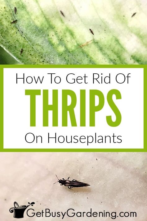 How To Get Rid Of Thrips On Houseplants Houseplant Leaves, Organic Pest Control, Plant Pests, Insecticidal Soap, Southern Garden, Natural Pest Control, Garden Pest Control, Garden Decor Projects, Diy Gardening