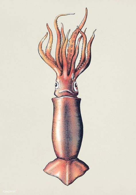 Hand drawn squid isolated | premium image by rawpixel.com Octopus Art Drawing, Squid Food, Squid Illustration, Etching Illustration, Squid Drawing, Kids Sketchbook, Squid Tattoo, Octopus Tattoo Design, Jellyfish Painting