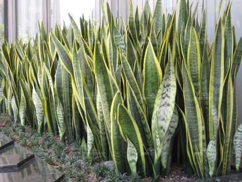 Plant World: Sansevieria trifasciata Sanseveria Trifasciata, Sansevieria Laurentii, Indoor Plants Low Light, Sansevieria Plant, Mother In Law Tongue, Sansevieria Trifasciata, Trendy Plants, Low Light Plants, Air Purifying Plants