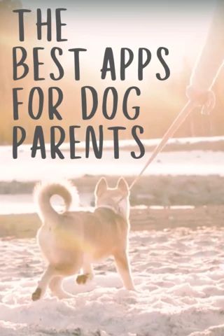 Dog Apps, Rv Pet, Apps On Your Phone, Free Puppies, Pet Paradise, Cool Dog, Best Dog Training, Dog Safety, Dog Activities