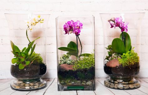 Orchid Terrarium, Open Terrariums, Orchid Roots, Indoor Water Garden, Orchid Planters, Beautiful Terrariums, Types Of Orchids, Weird Plants, Growing Orchids