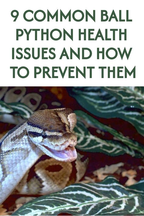 Most of these common ball python health issues result from improper care. They are easy to prevent if you provide your pet what it needs. For example… Ball Python Enrichment, Ball Python Pet, Ball Python Care, Veterinary Surgeon, Pet Ball, Eye Infections, Ball Python Morphs, Python Skin, Pet Snake