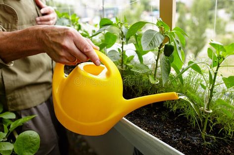 Men\'s hands hold watering can and watering the pepper plant stock images Person In Water, Plant Watering Can, Garden Kneeler, Home Greenhouse, Plastic Plant Pots, Flower Pots Outdoor, Pepper Plants, Garden Products, Outdoor Flowers