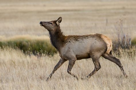 Female Elk, Cow Elk, Elk Pictures, Bull Elk, Elk Hunting, Interesting Animals, Oh Deer, Silly Animals, Large Animals