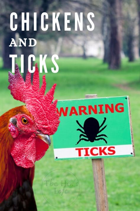 Do chickens eat ticks? Does owning chickens help control the tick population? This article goes over the benefits of having chickens and how they help control ticks naturally. You'll also learn if chickens get ticks and what to do. #ticks #chickens Owning Chickens, Having Chickens, Plymouth Rock Chicken, Chicken Facts, Training Chickens, Baby Chicks Raising, Chicken Poop, The Tick, Chicken Owner