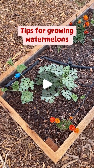 Lisa - Zone 6b Gardener on Instagram: "🍉As summer approaches it’s time to plant watermelon.   🍉I like to push the boundaries on how close I can get them together, or better yet just grow the smaller varieties.   🍉Cucumbers and watermelons need very similar growing conditions so if you are a banger of a cucumber grower it might be a good idea to try growing watermelons.   #smallbusiness #instgood #reelsinstagram #instareel #fyp #reelsviral #explore #neohio #naturelover #kitchengarden #flowers #summergarden #flowergarden #cutflowergarden #firstgarden #growveggies #growvegetables #vegetablegarden #midwest #watermelon #growwatermelon #summergarden #dogwoods #trellis" Watermelon Garden Ideas, Watermelon Trellis Diy, Growing Watermelon From Seed, Watermelon Trellis, Plant Watermelon, Watermelon Growing, Growing Watermelon, Watermelon Garden, Watermelon Varieties