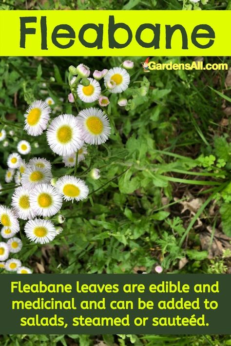 Medicinal Weeds In Yard, Fleabane Daisy, Daisy Fleabane, Fleabane Uses, Fleabane Medicinal Uses, Fleabane Medicinal, Medicinal Weeds, Medicinal Wild Plants, Wild Foraging