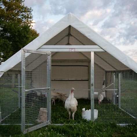 Mobile Turkey Coop | Convenient Home For Your Flock Turkey Coop Ideas Buildings Diy, Turkey Shelter, Turkey Coop Ideas Buildings, Turkey Coop, Chicken Coop Building Plans, Raising Turkeys, Mobile Chicken Coop, Duck Coop, Meat Birds