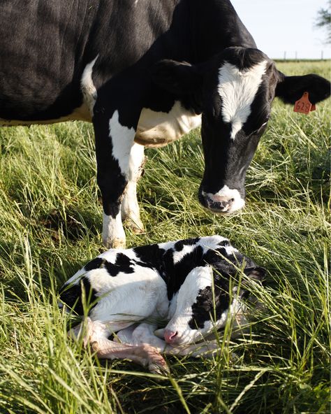 . Hooved Animals, Gado Leiteiro, Holstein Cows, Dairy Cattle, Farm Lifestyle, Cow Pictures, Cow Calf, Baby Cows, Dairy Farms