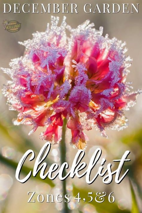 While December is a leaner month for garden chores, there are still plenty of things that can be done throughout the month of December to help ensure a strong gardening season ahead. Check out this December Garden Checklist Zones 4-6 and make sure you don’t miss some essential steps, maintenance routines, and opportunities to dream big about next season’s garden. #decembergarden #wintergarden #wintergardening #gardeninspiration Gardening Zone 6, December Checklist, Flower Garden Layouts, Garden Checklist, Garden Mulch, Winter Gardening, Gardening Zones, Plant Zones, Vegetable Garden Planning